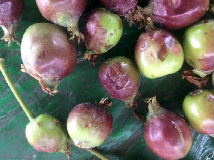 В Крыму градом побило яблоки, персики, сливу и вишню [фото]
