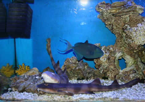 В крымском аквариуме взялись на свет кошачьи акулята [фото]