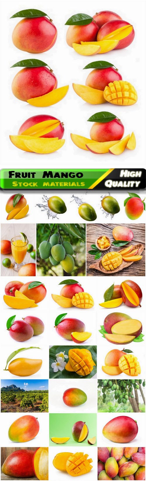 Fruit of the Mango family of the Anacardia family 25 HQ Jpg