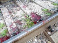 В Харькове молодая баба погибла под колесами поезда в Москву