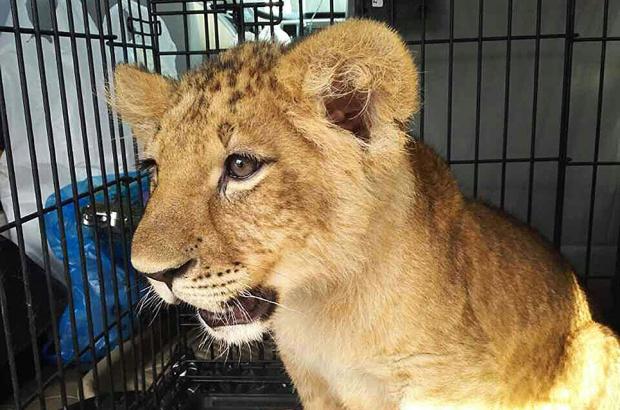 Полиция обнаружила львенка в одном из московских ресторанов