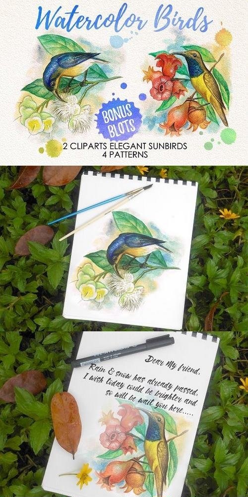 watercolor birds 1018359