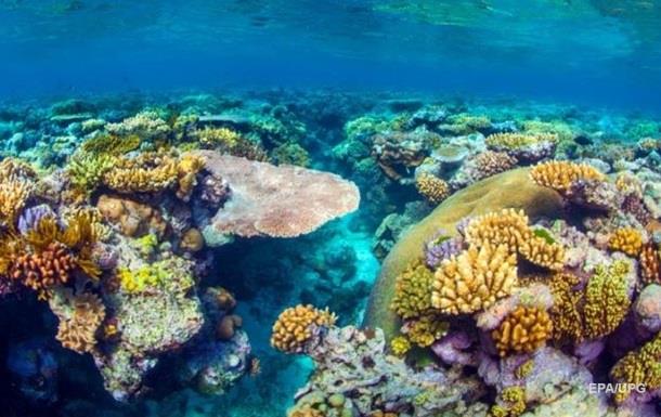 Эксперты назвали стоимость Большого Барьерного рифа