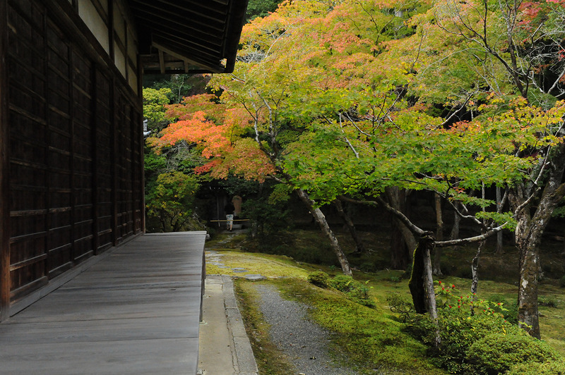 Зелёное дыхание седой вечности: умиротворяющий сад мхов saiho-ji в киото, япония