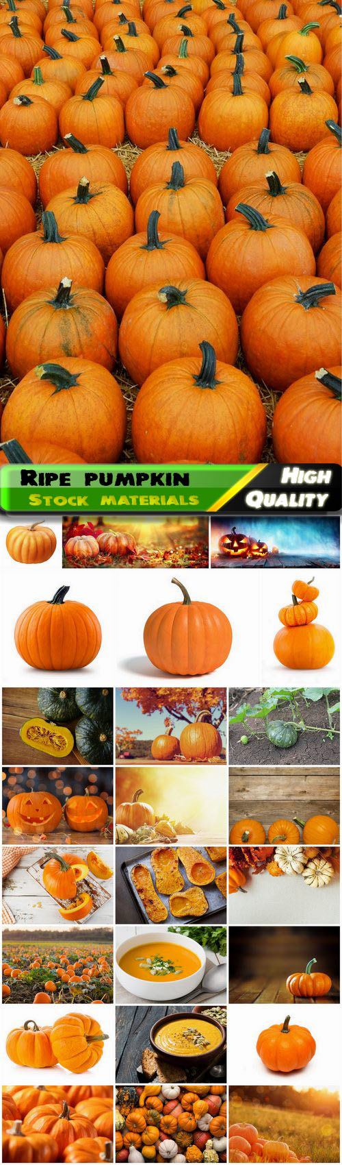 Ripe and green vegetable pumpkin on the field 25 HQ Jpg