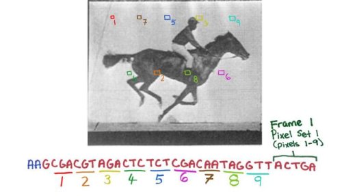 Кодирование изображения в ДНК