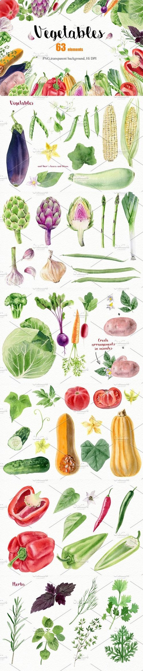 Watercolor vegetables and herbs 1634324