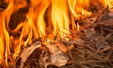 Масштабный пожар в Херсонской области: пламенеет 40 га леса