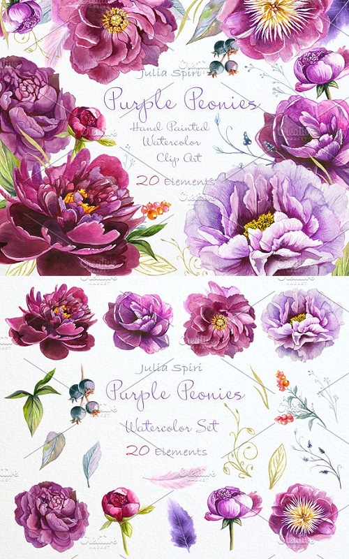 Purple Peonies. Watercolor Clipart 955199