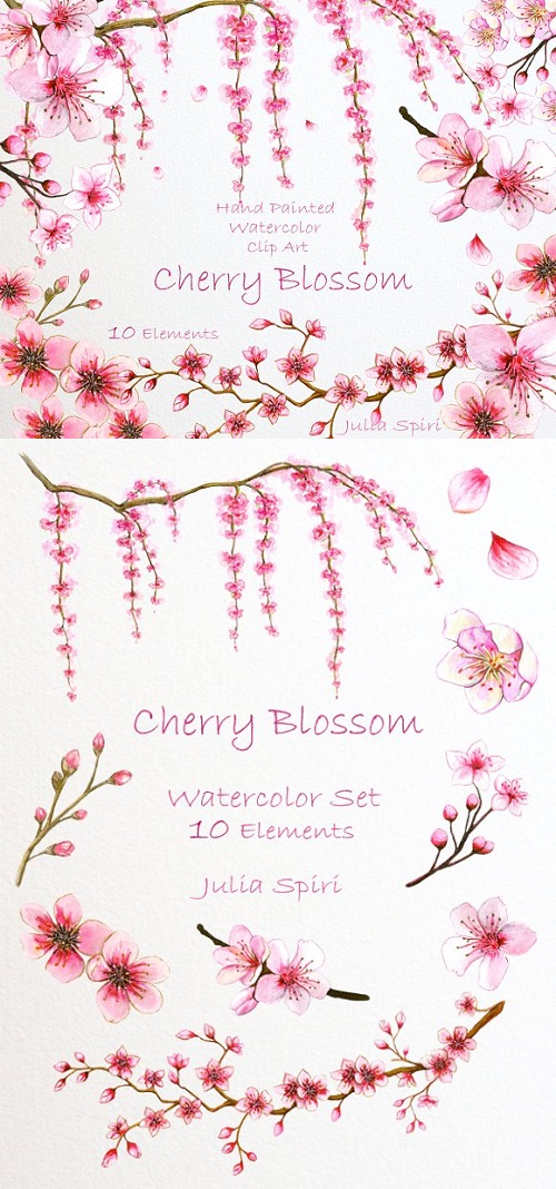 Cherry Blossom. Watercolor Clip Art 780416