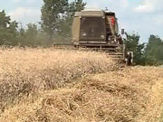 Украина освежила рекорд урожайности ячменя, ржи и рапса / Новости / Finance.UA