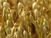 В ООН заявили, что мировое производство зерновых может достигнуть новоиспеченного исторического максимума / Новости / Finance.UA