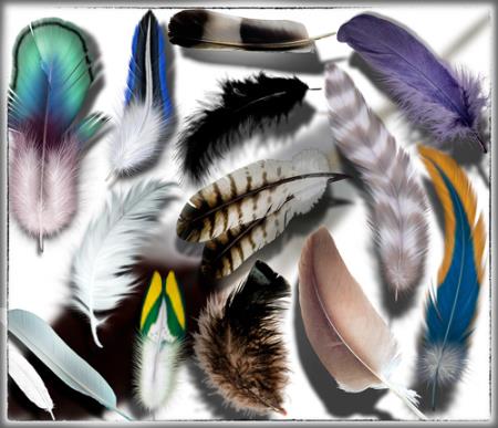 Клип-арты на прозрачном фоне - Красивые перья