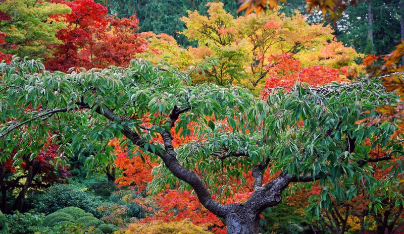 Горячие цвета прохладной канады: потрясающие пейзажи знаменитых butchart gardens