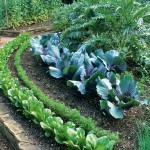 Сад из овощей — дизайн идеи