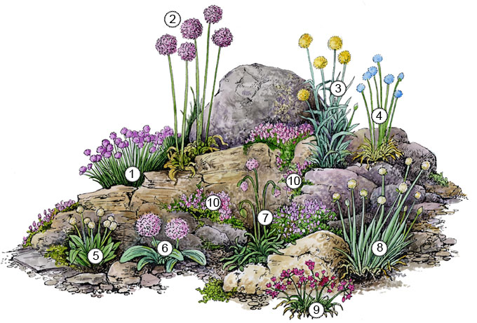 Есть живая душа и у сада камней: оригинальный подбор растений для альпийской горки
