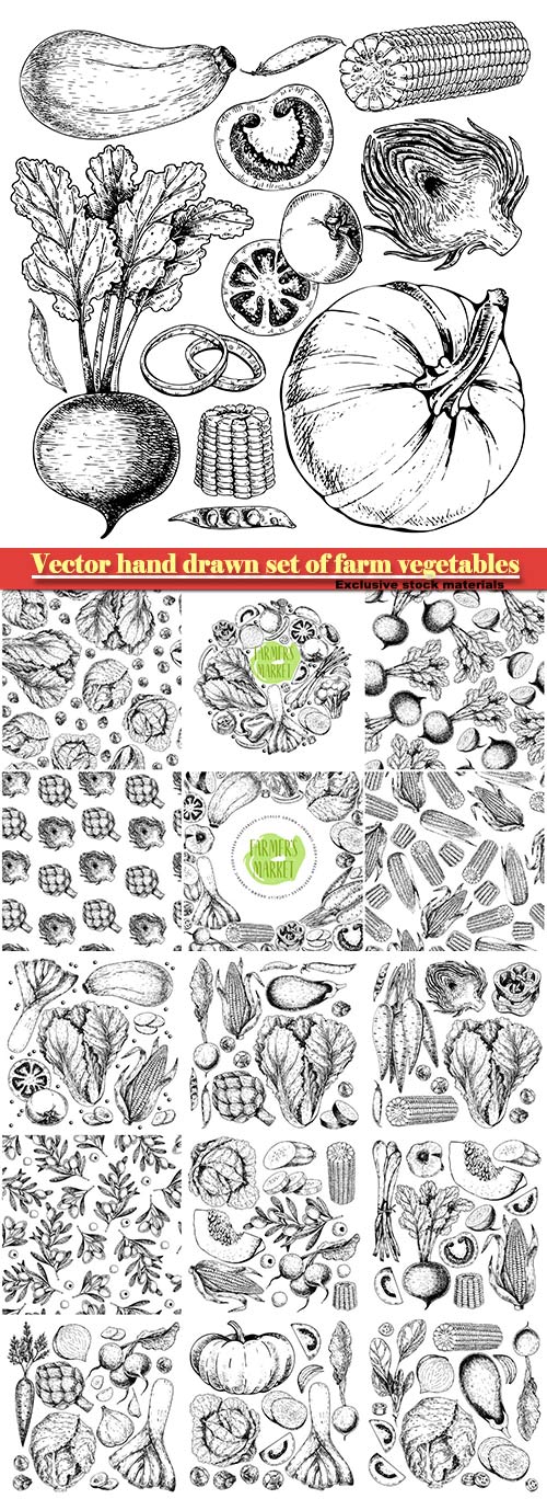 Vector hand drawn set of farm vegetables