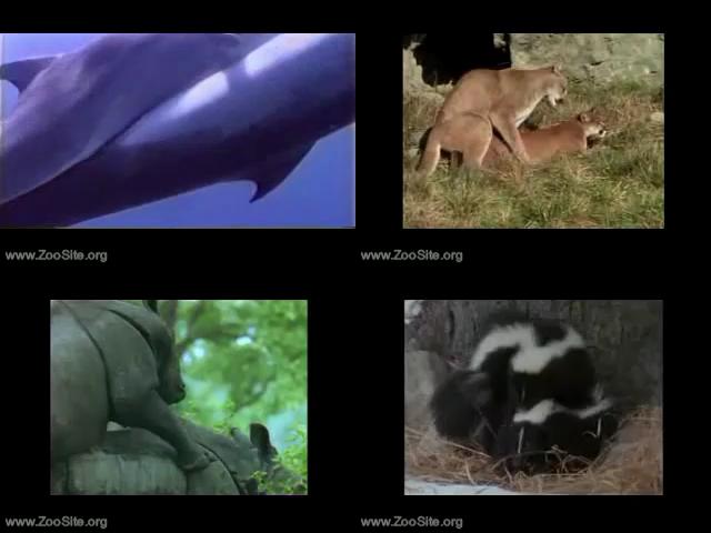 6df1561f48cebd0a7cd8ceecdb7a5eca - Animal Fuck Mix - Zoo Tube Video